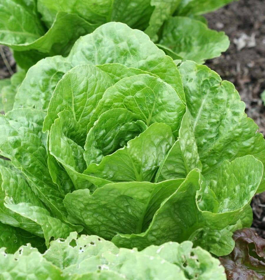 Zelena salata čisti crijeva