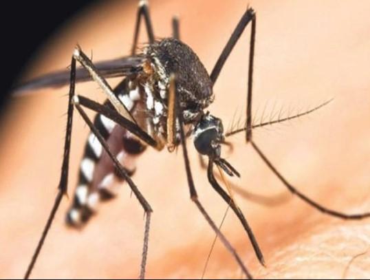 Zbog zaraze koju izazivaju komarci, stradalo 9 osoba u Srbiji