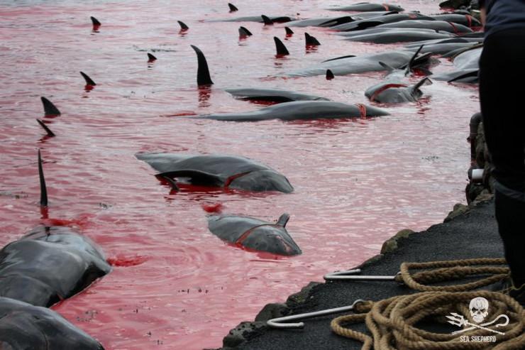 Masovni pokolj kitova promijenio boju zaljeva na Farskim otocima