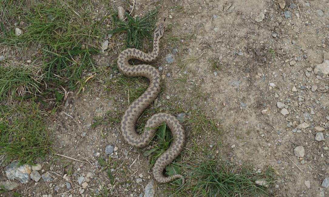 U svojoj bašti pronašao dvoglavu zmiju