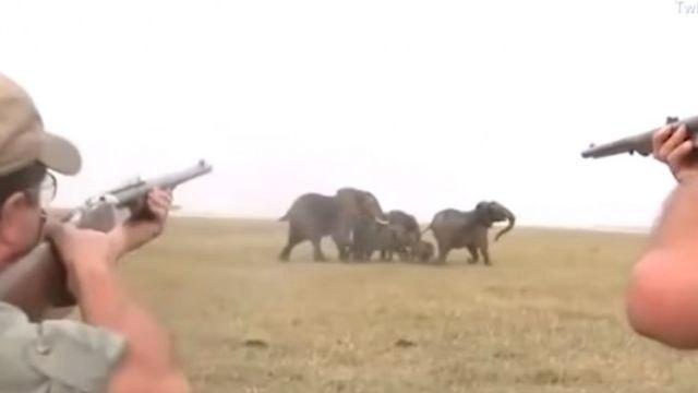 Osveta slonova: Lovci im ubili vođu krda, a onda je uslijedio napad