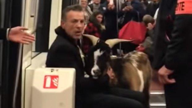 Izbezumljeni putnici nisu mogli vjerovati šta se dešava: Jarac i dvije koze vozili se u pariskom metrou