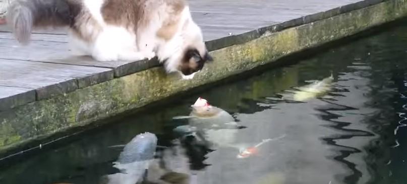 Pogledajte snimak neobičnog prijateljstva slatkog mačka i riba