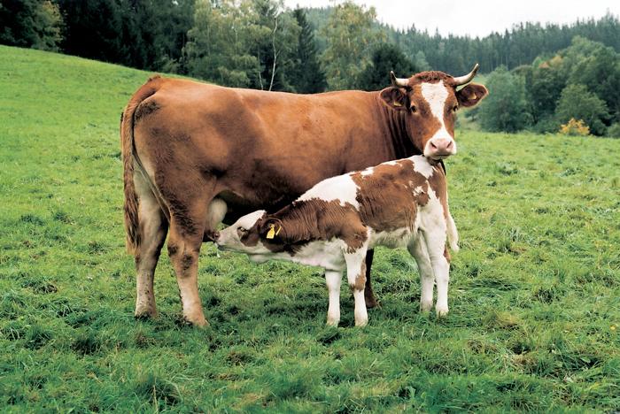 U imunom sistemu krava skriva se mogući lijek za HIV