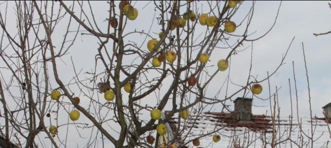 Sočni i krupni plodovi jabuke ne opadaju i na - 7 stepeni
