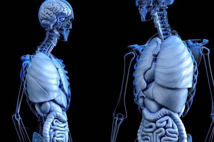 Naučnici otkrili nepoznatu mrežu krvnih sudova u kostima čovjeka