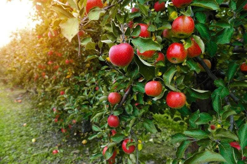 Zašto su uvozne jabuke jeftinije od domaćih