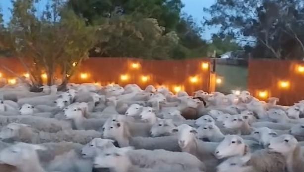 Spašavaj se ko može: Otvorio kapiju, a više od 200 ovaca mu upalo u dvorište