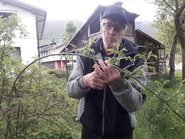 Omer Begović jedini u BiH proizvodi sadnice šipurka
