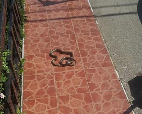 Navratila malo u goste: Sarajka u svom dvorištu naišla na veliku zmiju
