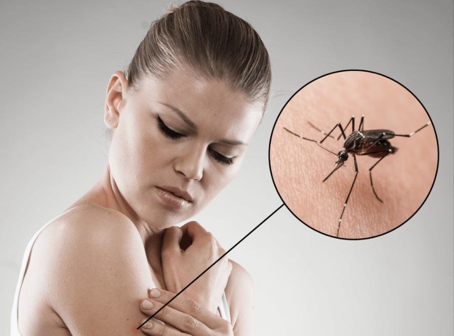 Zarazne tropske bolesti prenose komarci i krpelji - Avaz