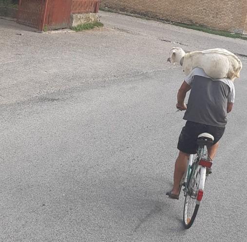 Koja muka je ovog biciklistu na vrućini natjerala da kozu nosi za vratom