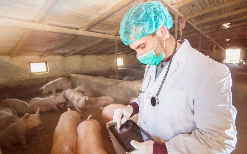 Svinje umiru prije nego se pojave klinički znaci bolesti - Avaz