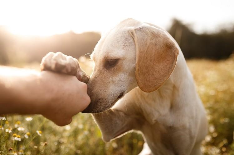 Psi mogu nanjušiti osobu oboljelu od raka - Avaz