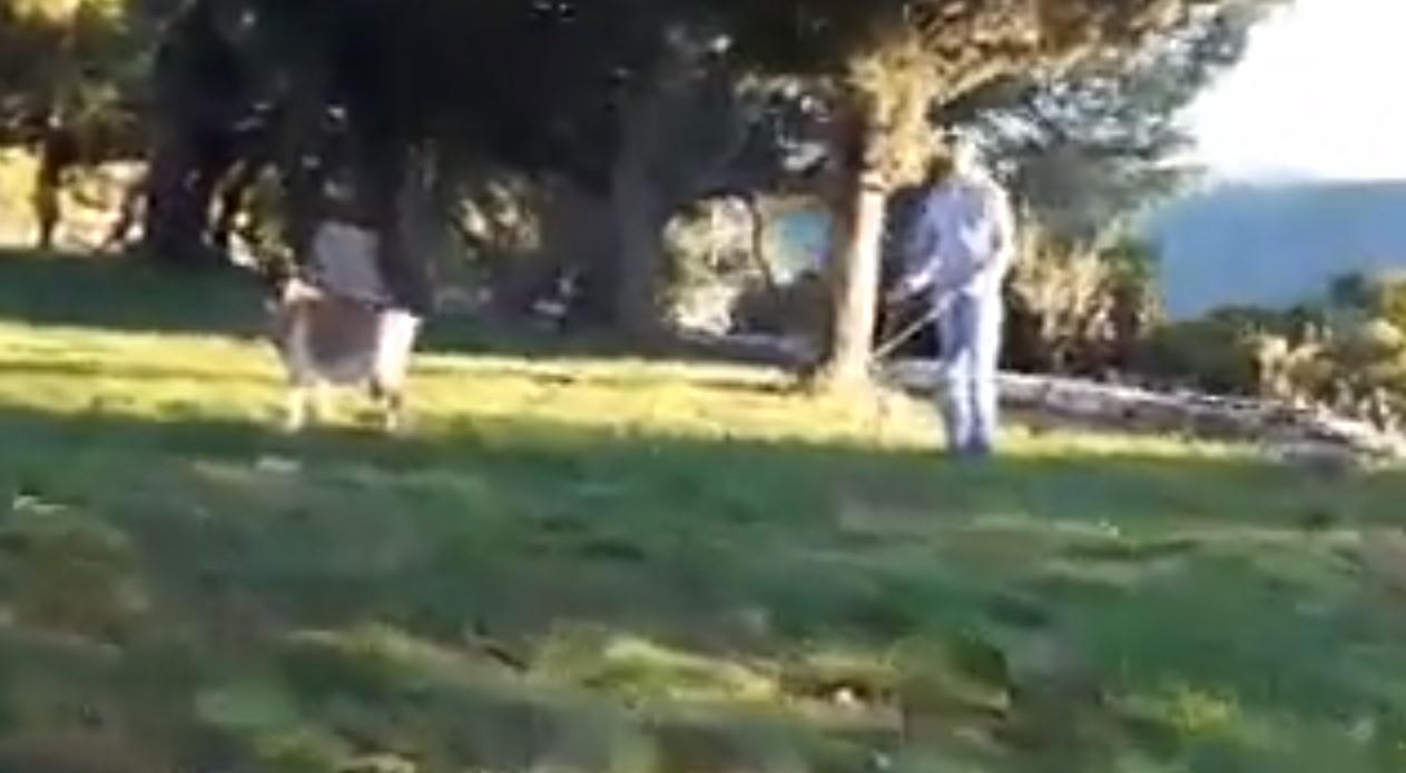 I ovo je moguće: U parku u Neumu izveo kozu u šetnju