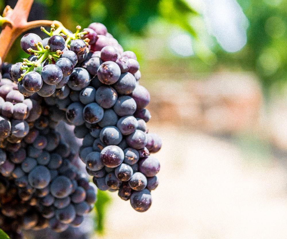 Najvažnija korist koja proizlazi iz prehrane grožđem je bogatstvo antioksidansa - Avaz
