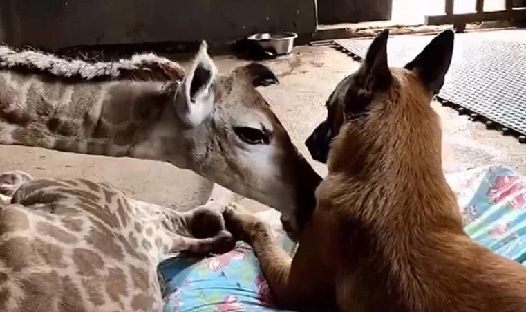 Pravo drugarstvo između psa i napuštene žirafe raznježilo ljubitelje životinja