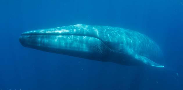 Najveće živo biće nije kit nego pečurka - Avaz