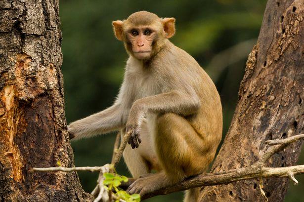 Osam od deset vakcinisanih majmuna bilo je potpuno zaštićeno - Avaz