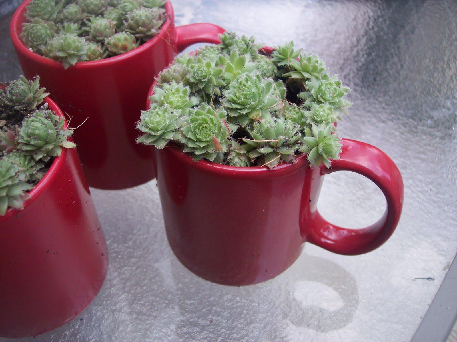 Pijte čaj od ove biljke - Avaz