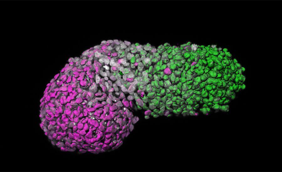 Model ljudskog embrija pokazao do sada neviđenu ključnu fazu razvoja