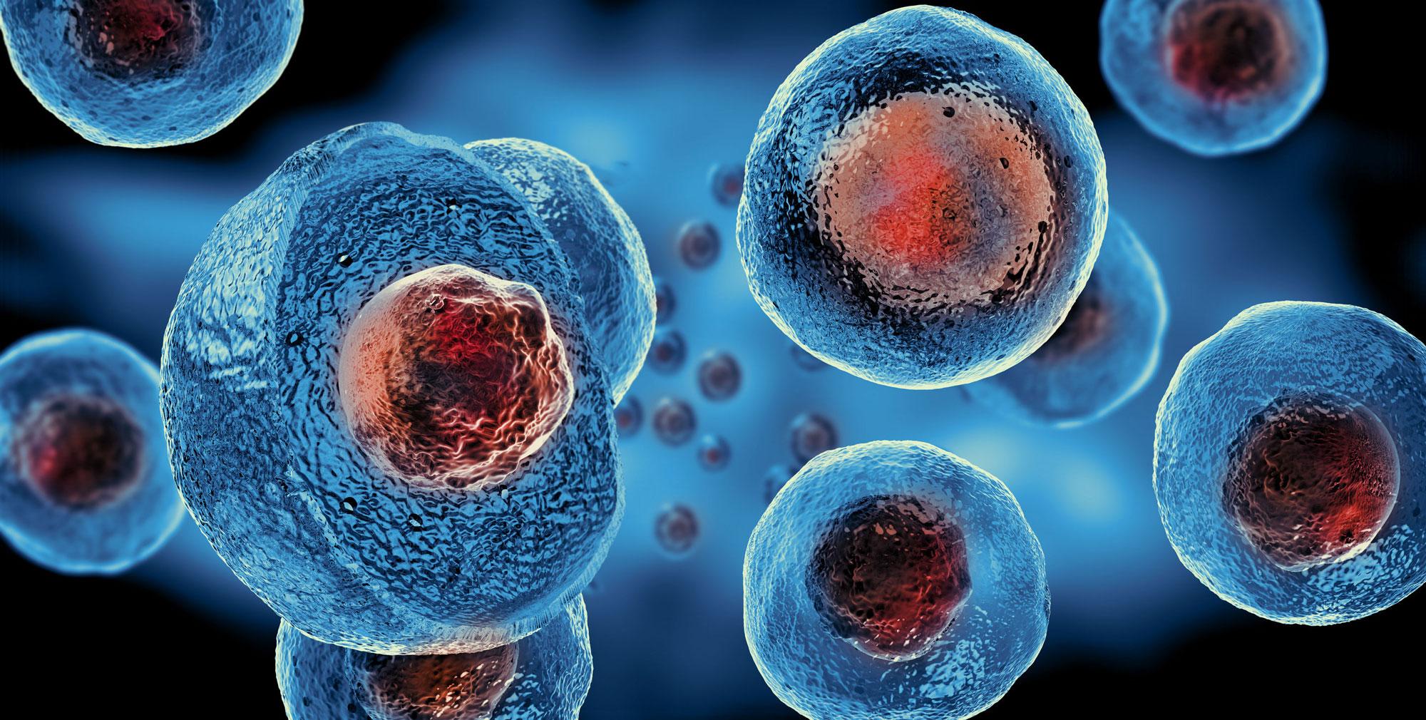 Kardiopoetske matične ćelije bile su izvedene iz matičnih ćelija koštane srži - Avaz