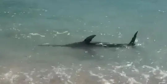 Snimio sabljarku u Primoštenu: Mislio sam da je morski pas