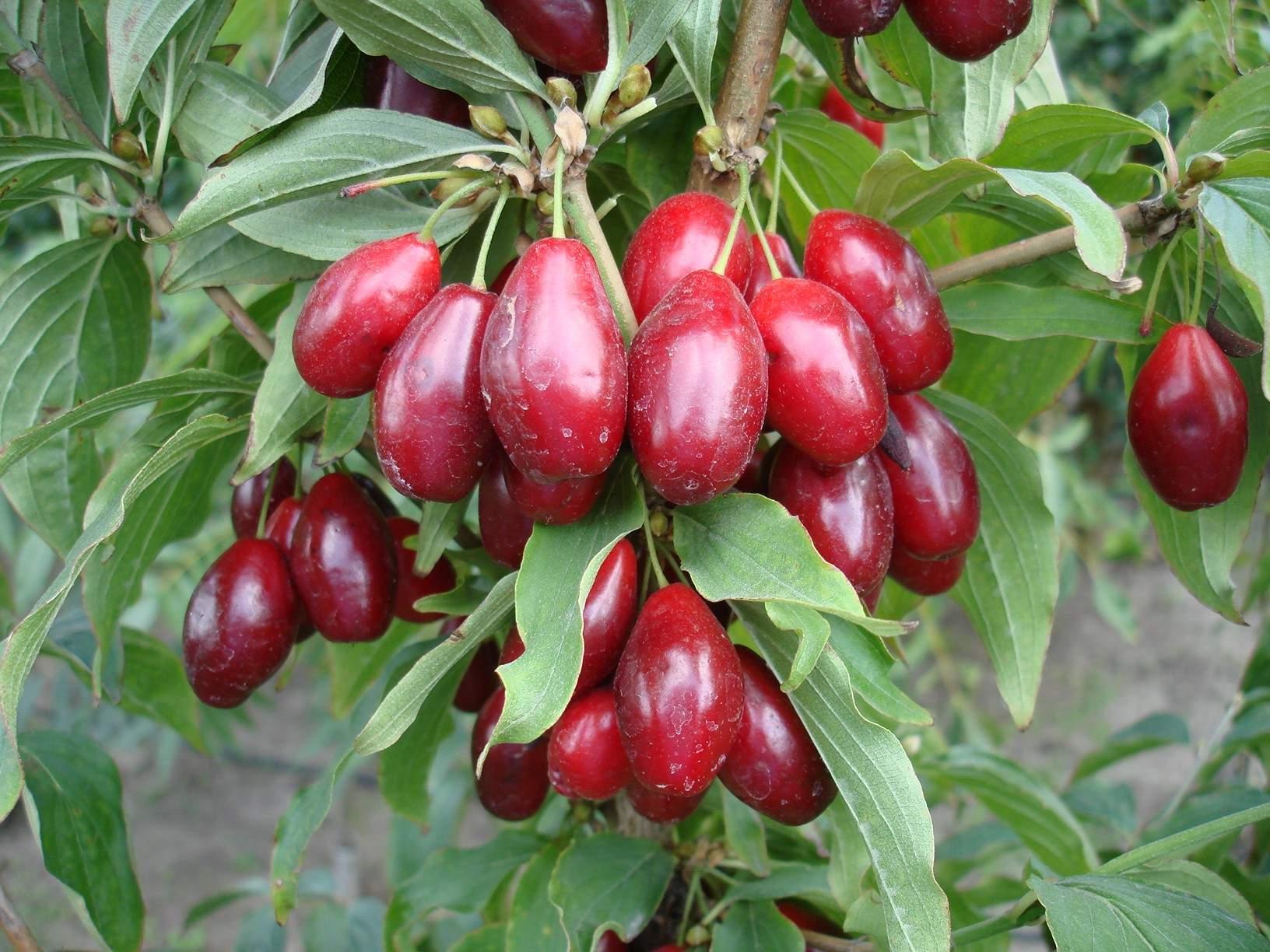 Plodovi drena jedu se svježi, smrznuti ili sušeni - Avaz