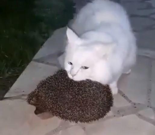 Prijateljstvo mačke i ježa osvojilo internet
