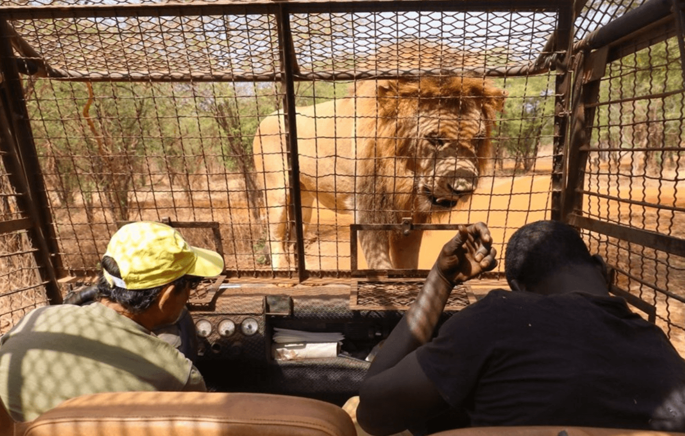 Ljudi iz kaveza posmatraju lavove