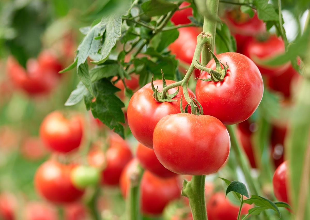 Pravi „domaći“ paradajz će malo omekšati kada ga pritisnete - Avaz