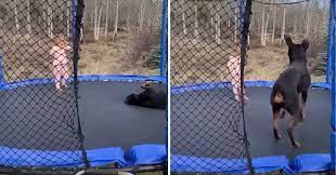 Pas se maloj prijateljici pridružio na trampolinu, ne zna se ko je sretniji