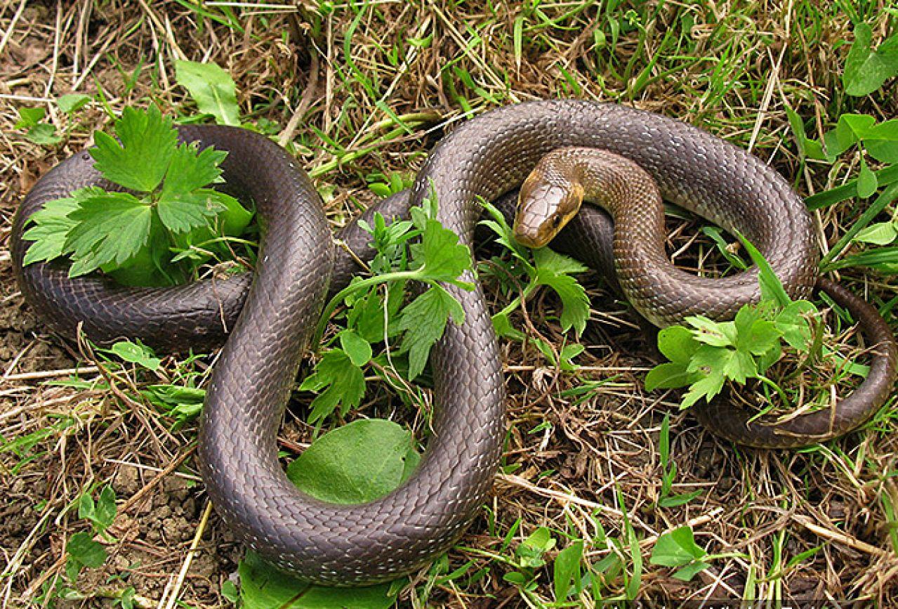 Šta učiniti ako primjetite zmiju tokom šetnje u prirodi