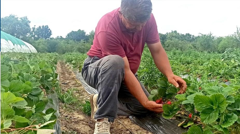 Katastrofalna sezona za proizvođače jagoda u čelićkom kraju