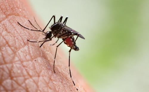 Komarci zaraženi virusom zapadnog Nila otkriveni u Beogradu