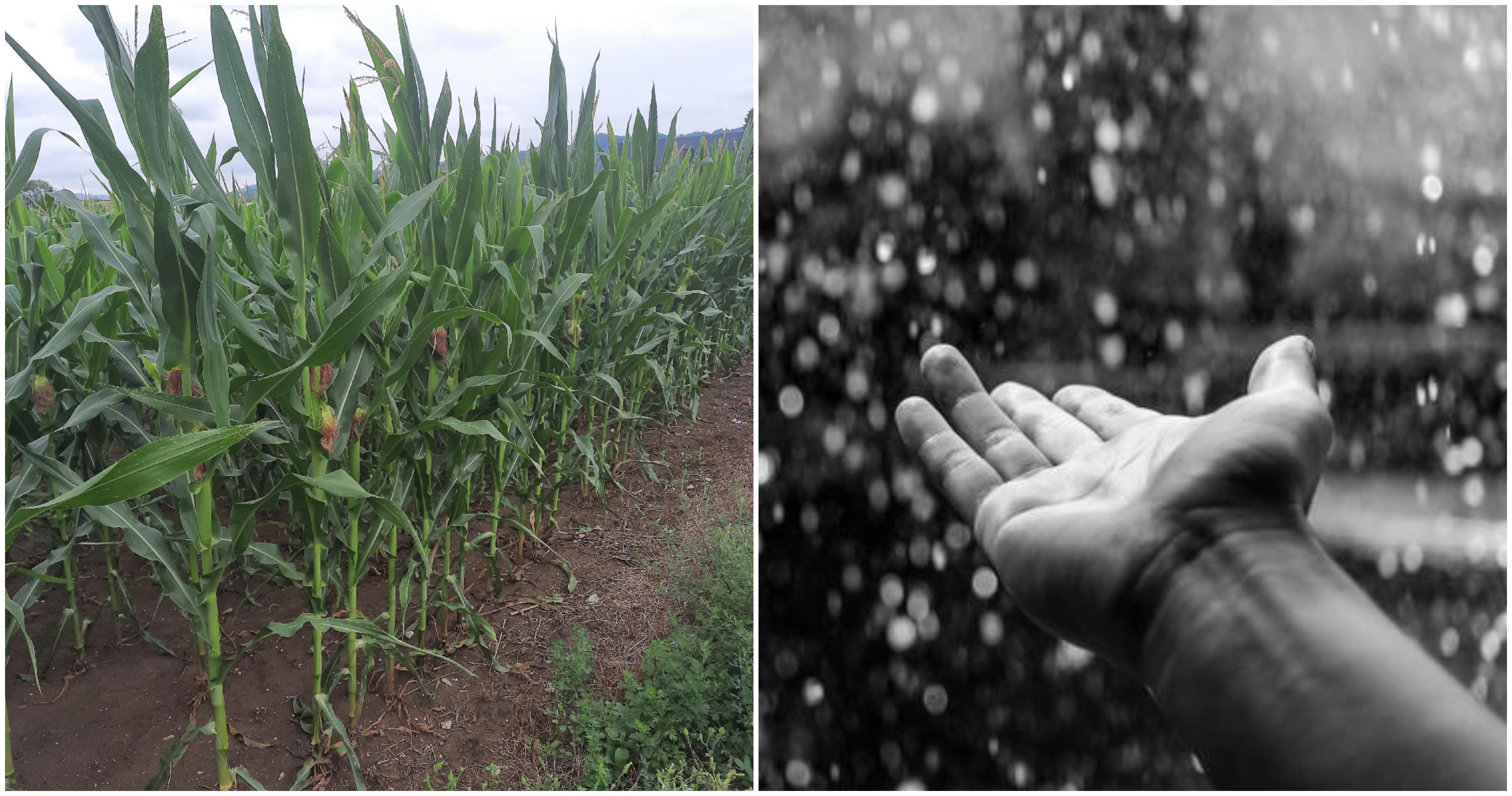 Kiša spasila kukuruzna polja kod Gračanice