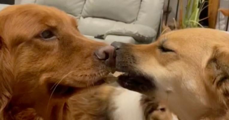 Dva psa pronašla su nevjerojatan razlog za svađu - Avaz
