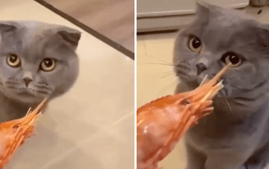 Vlasnica mački dala da onjuši škampe, njena reakcija iznenadila mnoge