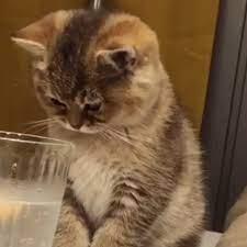 Reakcija mačke na čašu mineralne vode oduševila mnoge