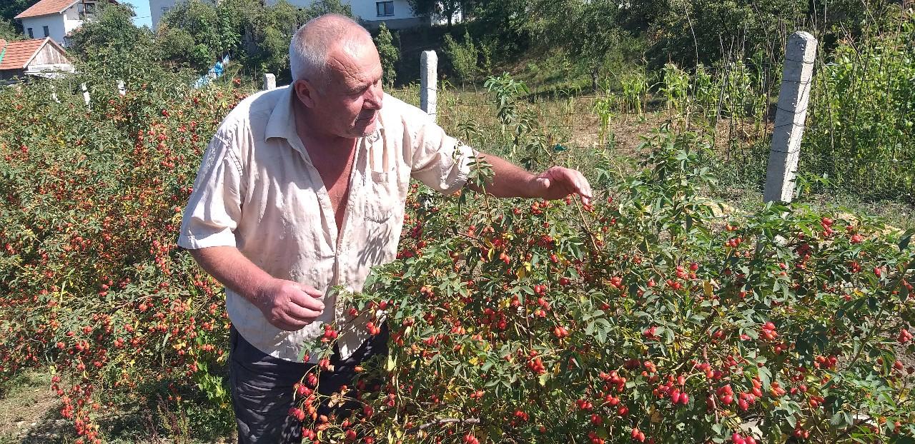 Salih Dželilović prije tri godine počeo uzgajati šipurak: Od uroda zaradi tri godišnje penzije