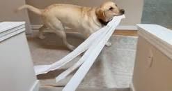Labrador razvukao čitavu rolu WC papira po kući, pa nasmijao mnoge