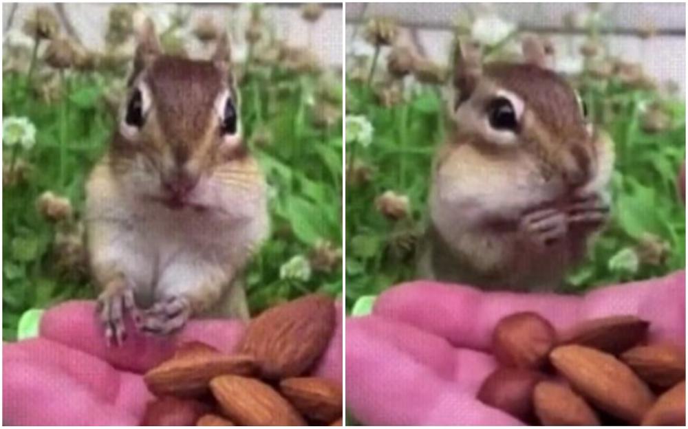 Vjeverica prvi put probala badem, snimak nasmijao mnoge
