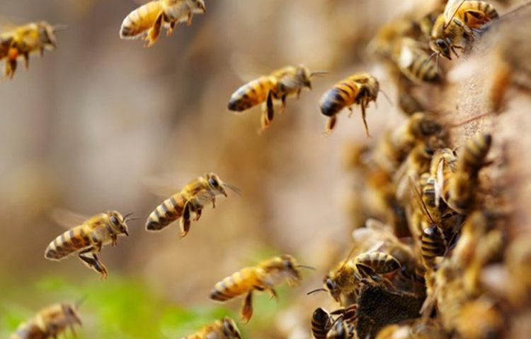 Jedina oblast u kojoj je siromaštvo prednost: U BiH nema velikih zagađivača, pa tako ni pomora pčela