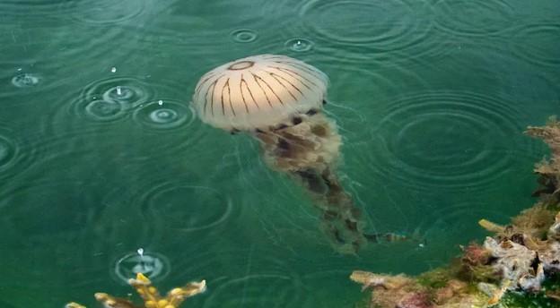 Kod Rovinja snimljena invazivna vrsta meduze: Ako je dodirnete možete dobiti opekotine