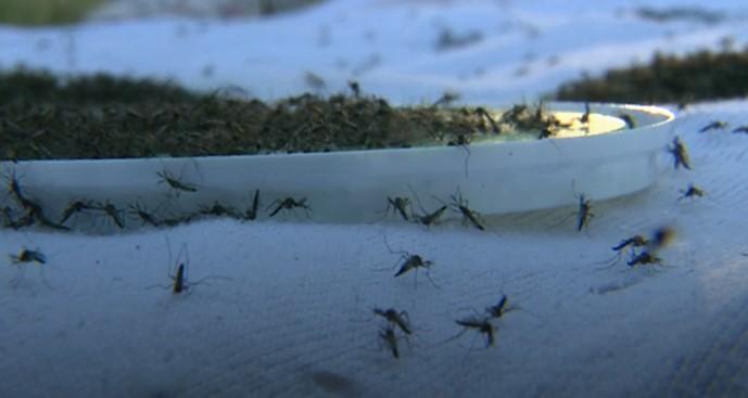 Hrvatska: Pušteno 50.000 uvezenih komaraca, poznato i zbog čega