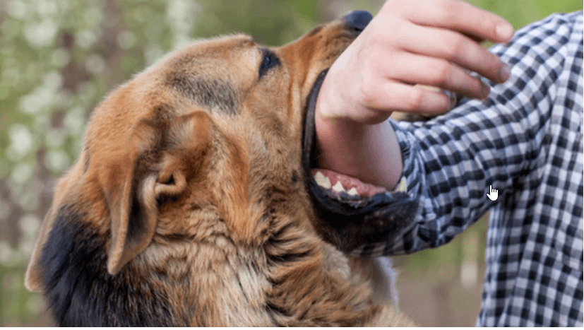 Kako se ponašati u slučaju napada psa i šta učiniti