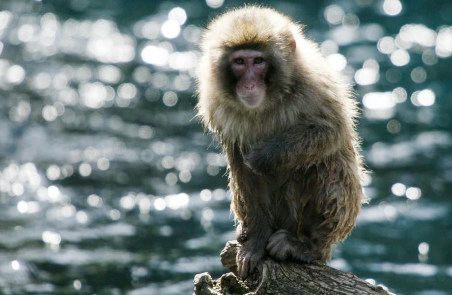Sve ozbiljniji napadi majmuna: Pokušavaju otimati bebe, gristi i uvući se u vrtiće