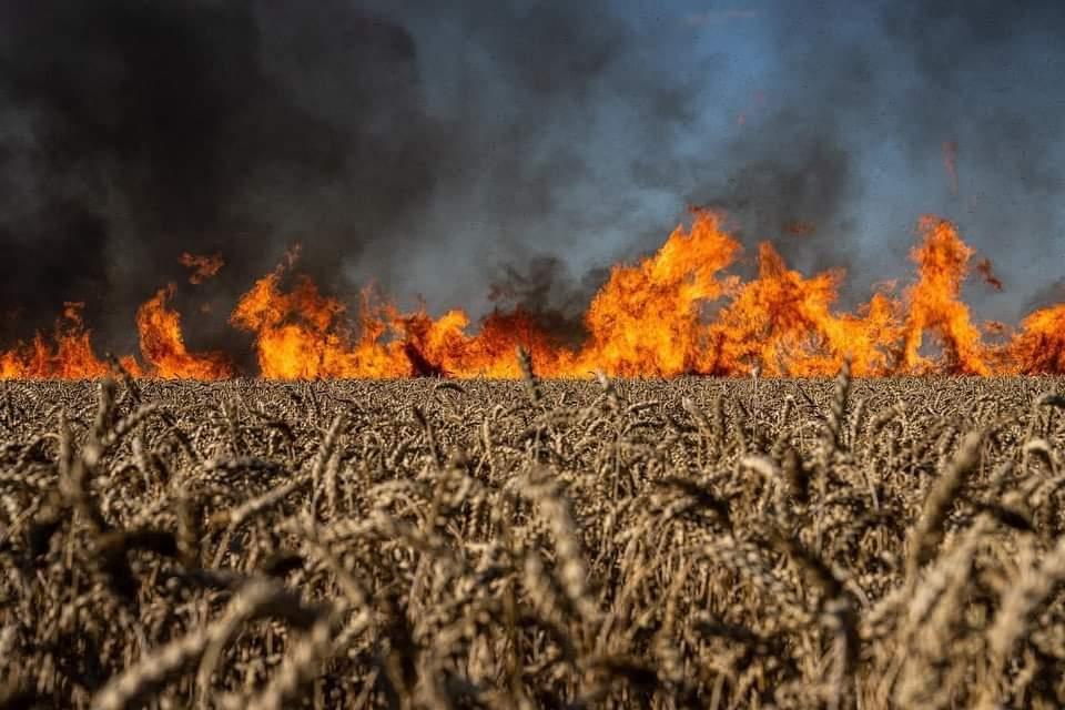 Ukrajinsko ministarstvo: Zapaljeno polje žita, nije prošlo ni deset dana od sporazuma u Istanbulu