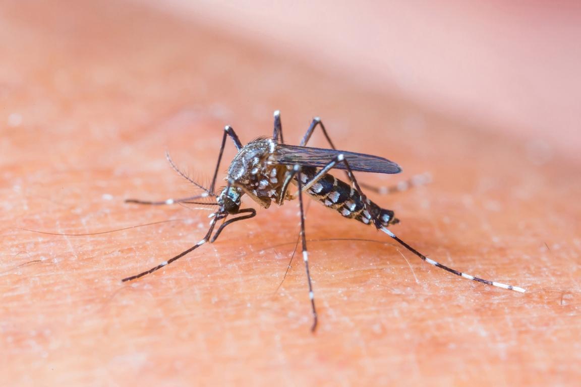 Kako se zaštititi i neutralisati posljedice uboda komarca