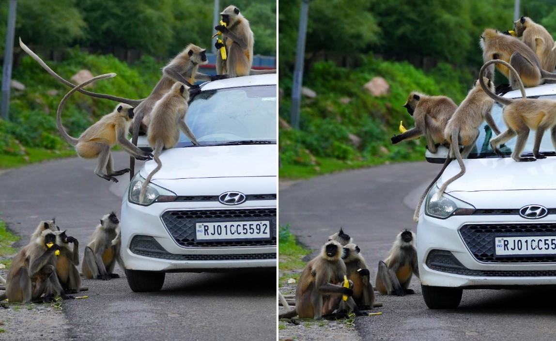 Nesvakidašnji prizor: Majmuni okružili automobil u potrazi za hranom